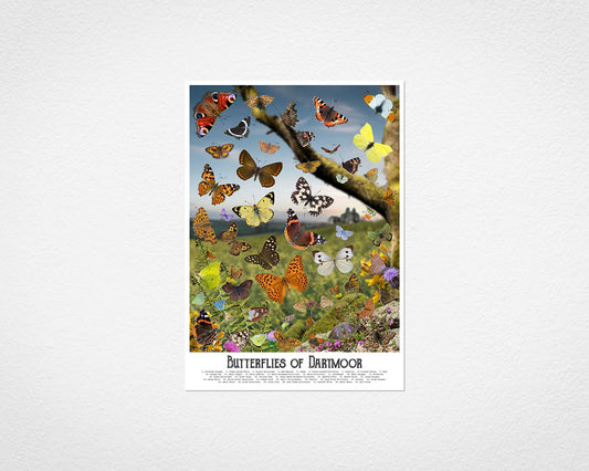 Butterflies of Dartmoor print by Glen Middleham