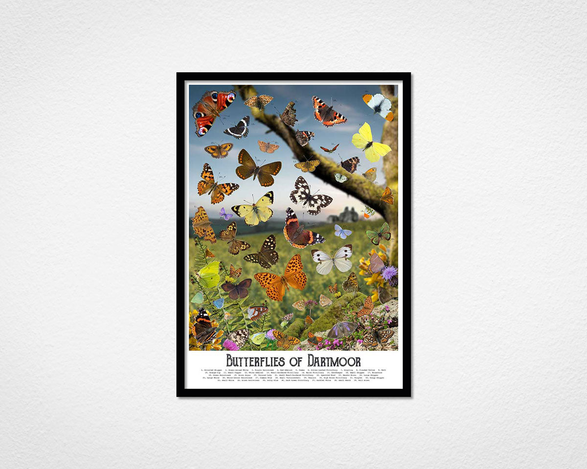 Framed Butterflies of Dartmoor print by Glen Middleham