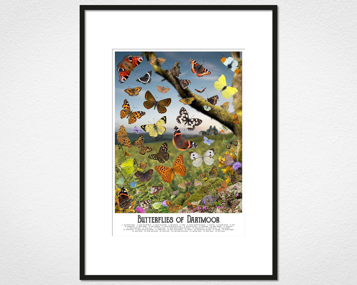 Framed and mounted Butterflies of Dartmoor print by Glen Middleham