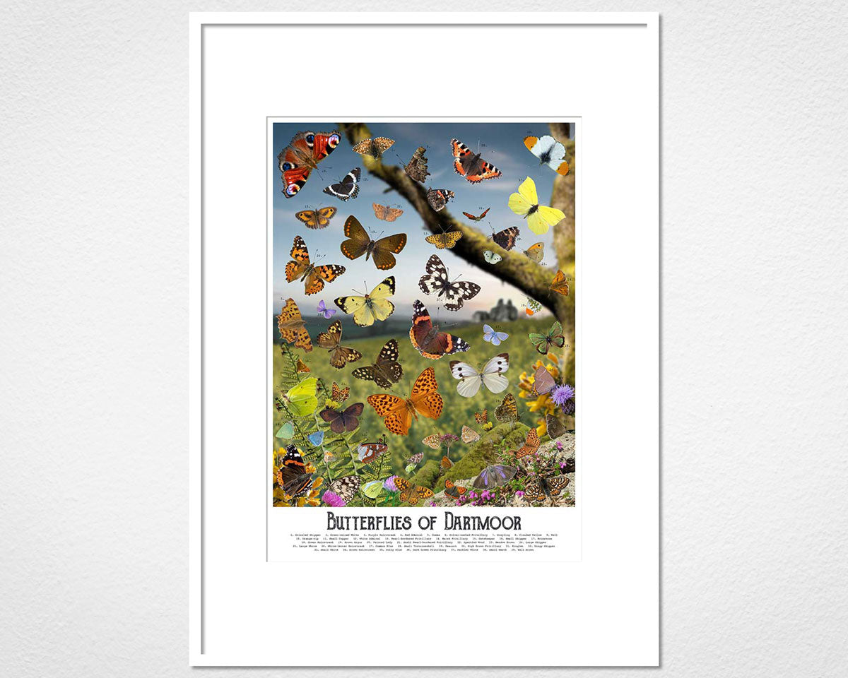 Framed and mounted Butterflies of Dartmoor print by Glen Middleham