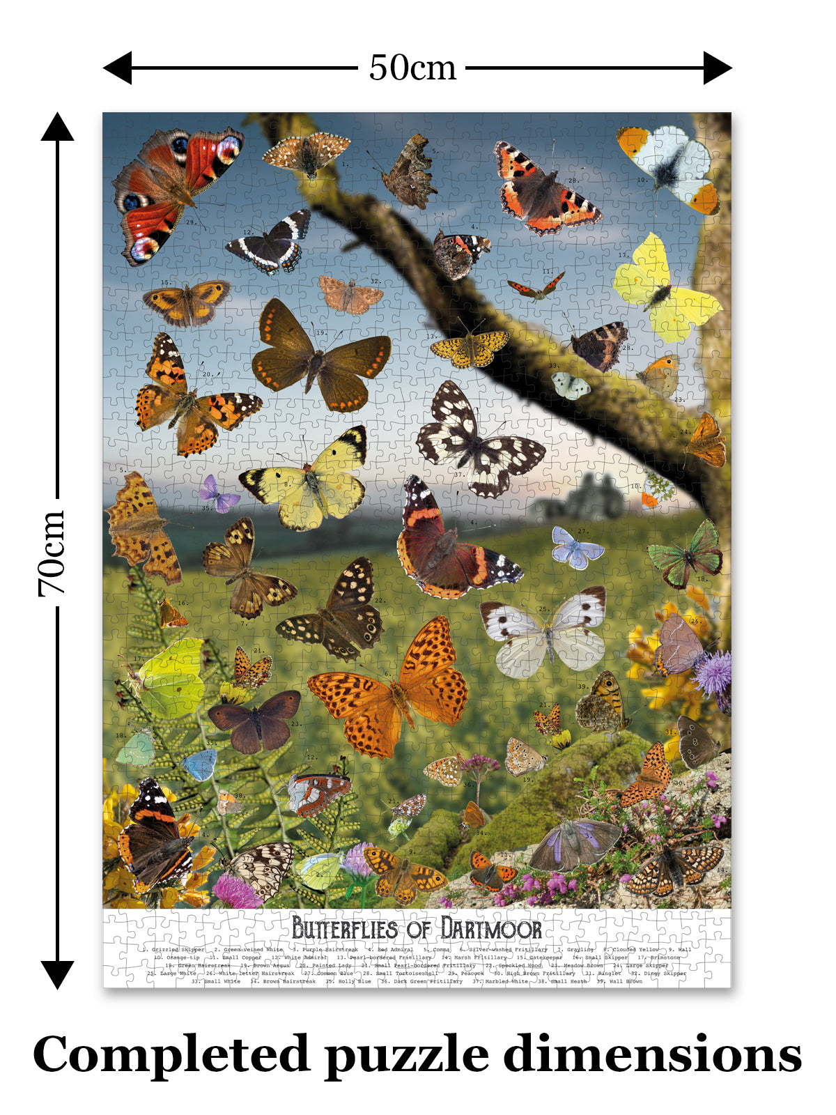 Measurements of vintage butterfly illustrations and photographs on Dartmoor puzzle