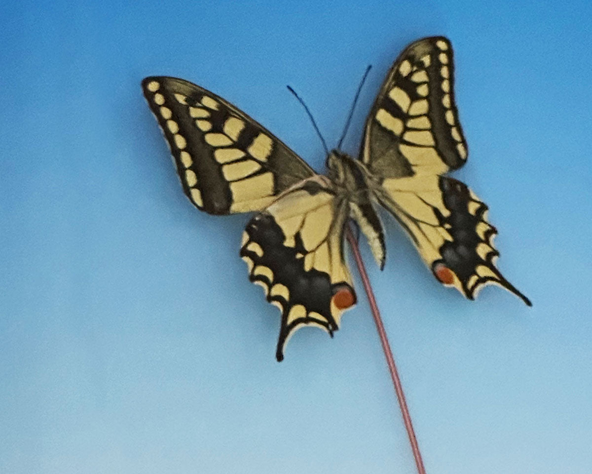Detail of 'Let's Go Fly A Kite' diorama by Glen Middleham