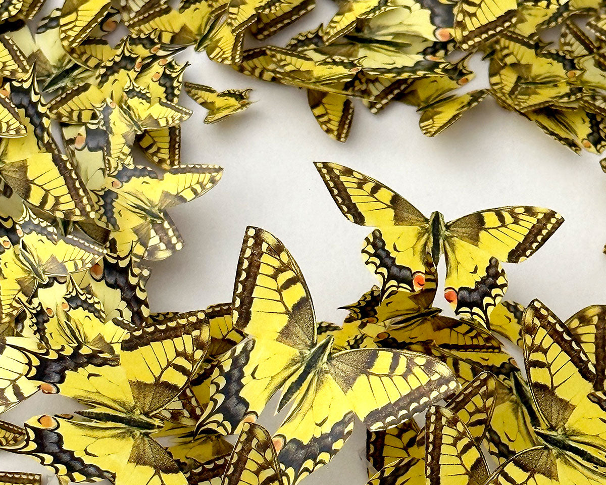 Detail of Papillon Freedom by Glen Middleham