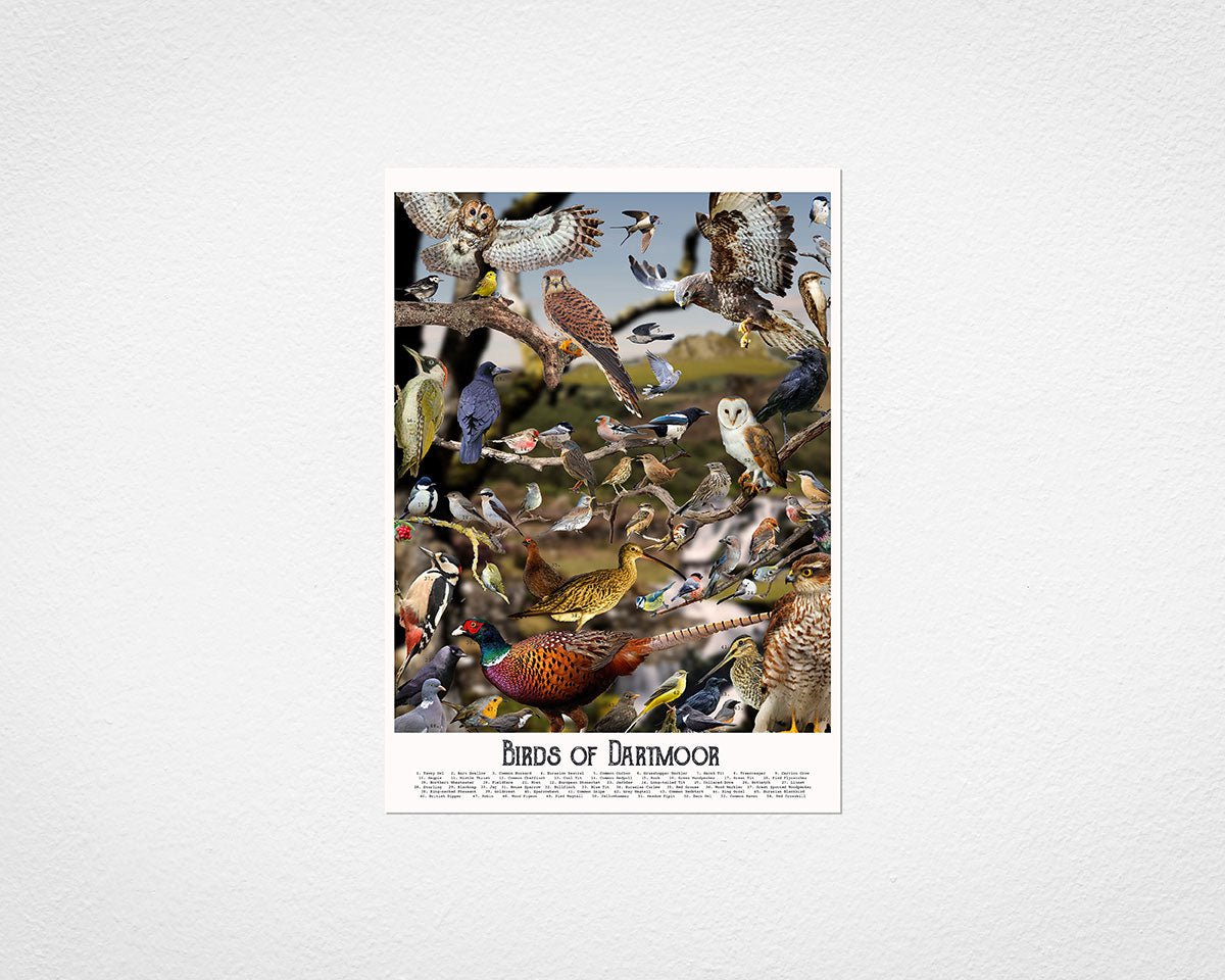 Birds of Dartmoor - image of print by Glen Middleham