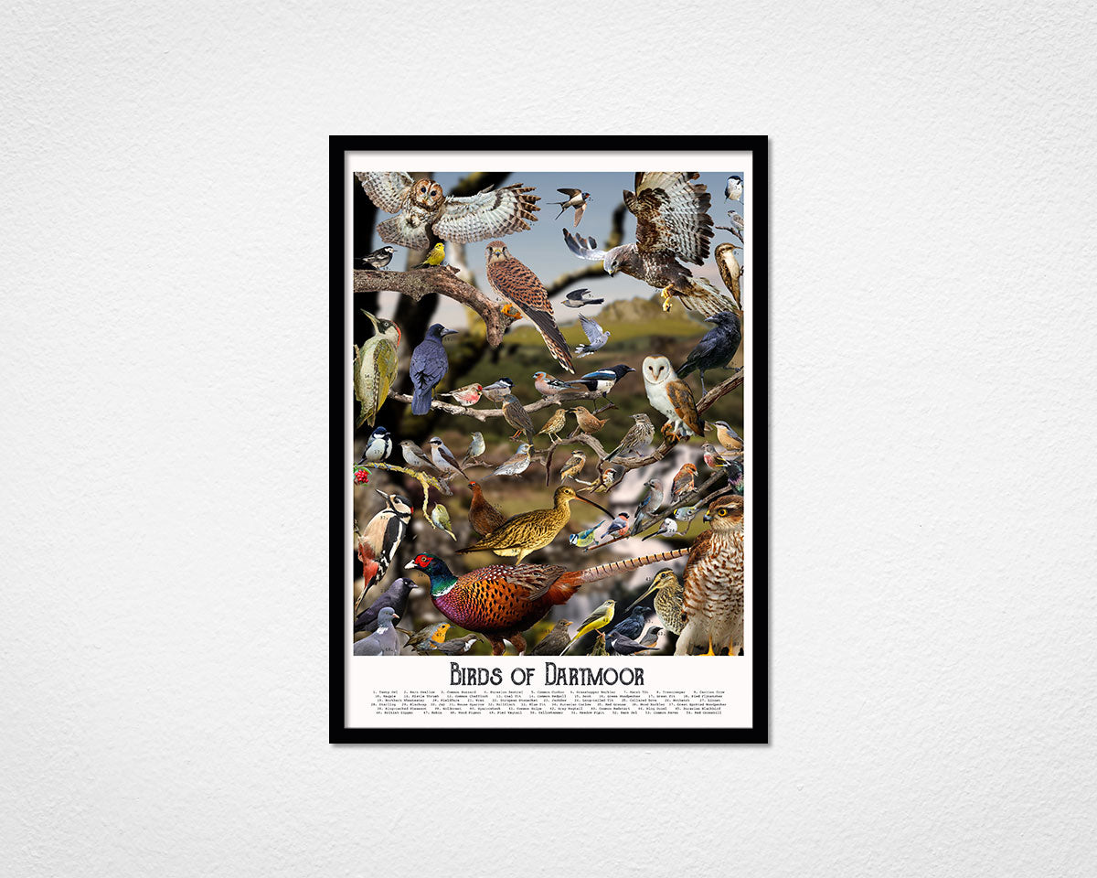 Birds of Dartmoor - image of framed print by Glen Middleham in black frame