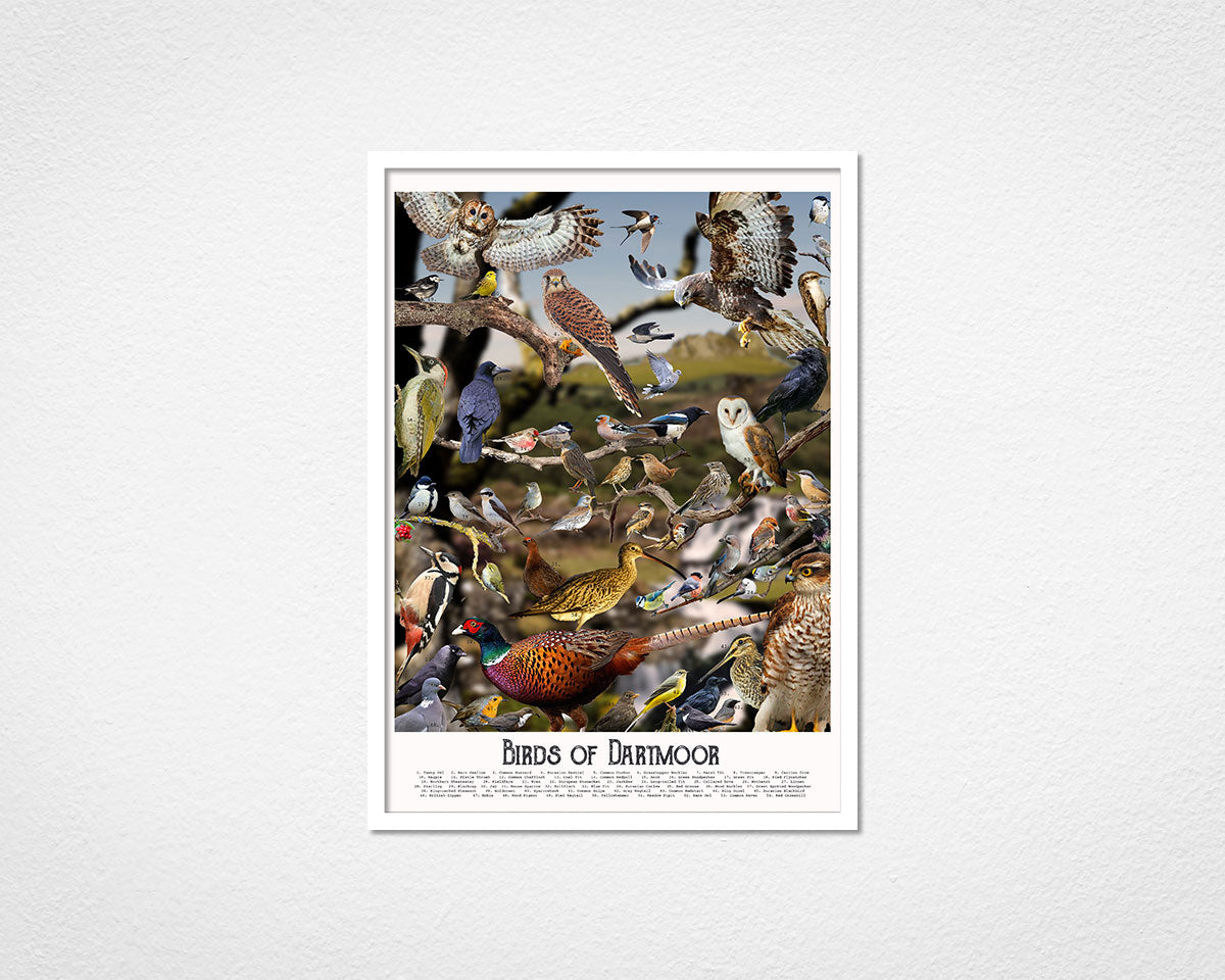 Birds of Dartmoor - image of framed print by Glen Middleham in white frame