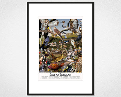 Birds of Dartmoor - image of mounted print by Glen Middleham in black frame