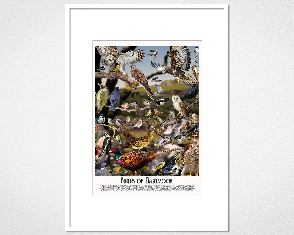 Birds of Dartmoor - image of mounted print by Glen Middleham in white frame