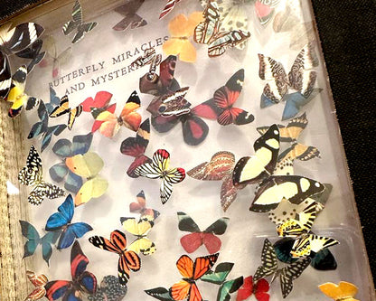 Detail of 'Butterfly Mysteries and Miracles' diorama by Glen Middleham