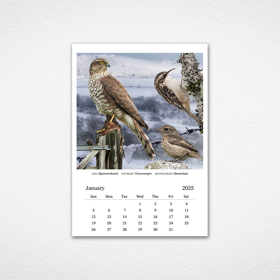 Birds of Dartmoor National Park 2025 Desk Calendar