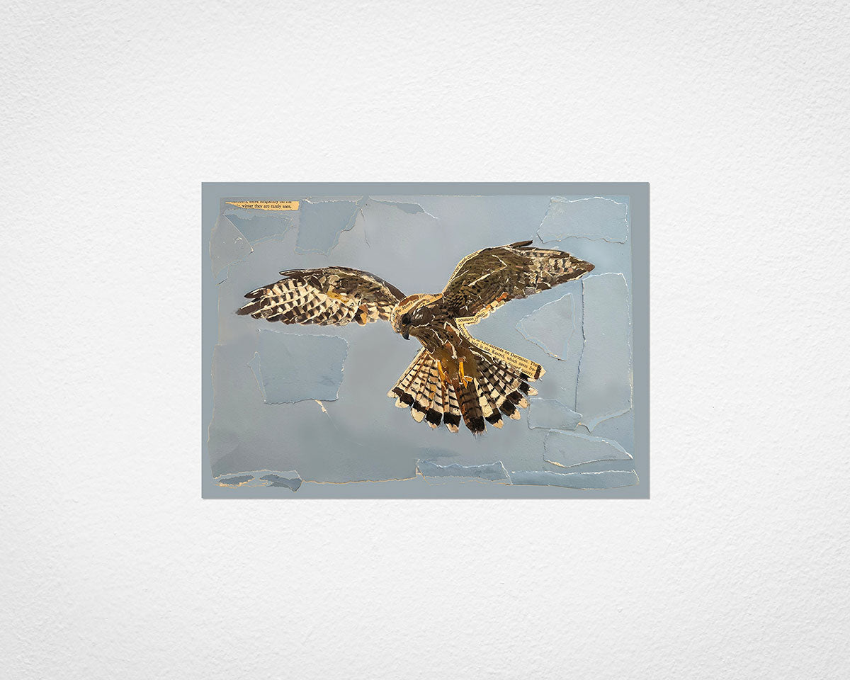 Kestrel Collage - image of print by Glen Middleham