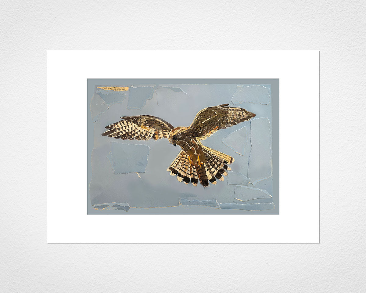 Kestrel Collage - image of mounted print by Glen Middleham