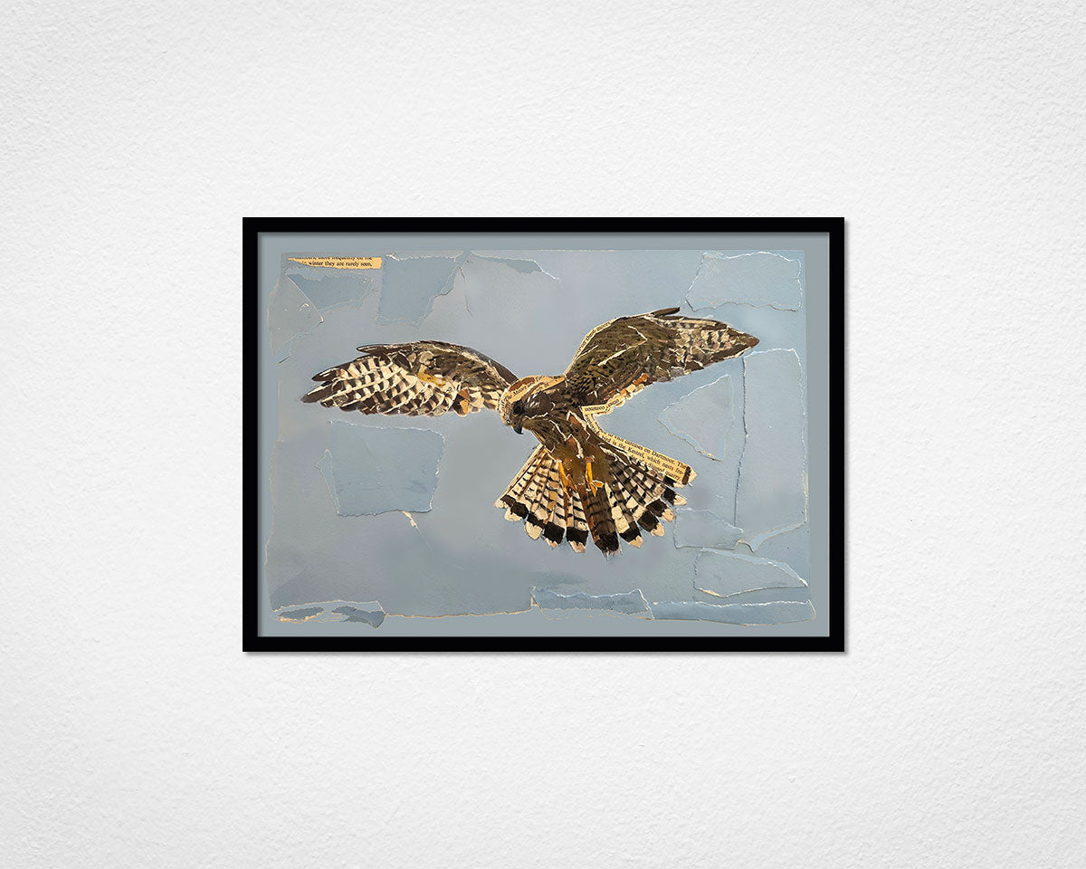 Kestrel Collage - image of framed print by Glen Middleham in black frame