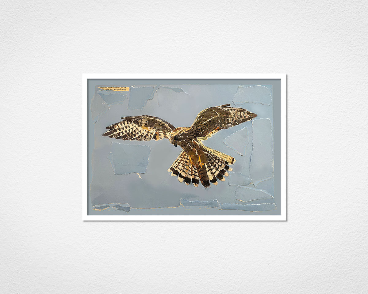 Kestrel Collage - image of framed print by Glen Middleham in white frame