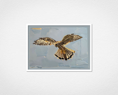 Kestrel Collage - image of framed print by Glen Middleham in white frame