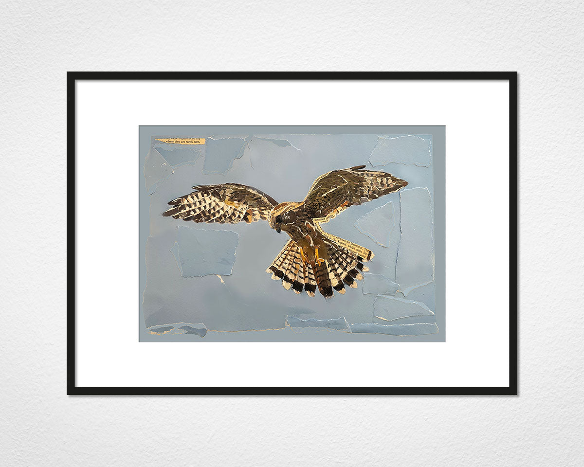 Kestrel Collage - image of mounted print by Glen Middleham in black frame