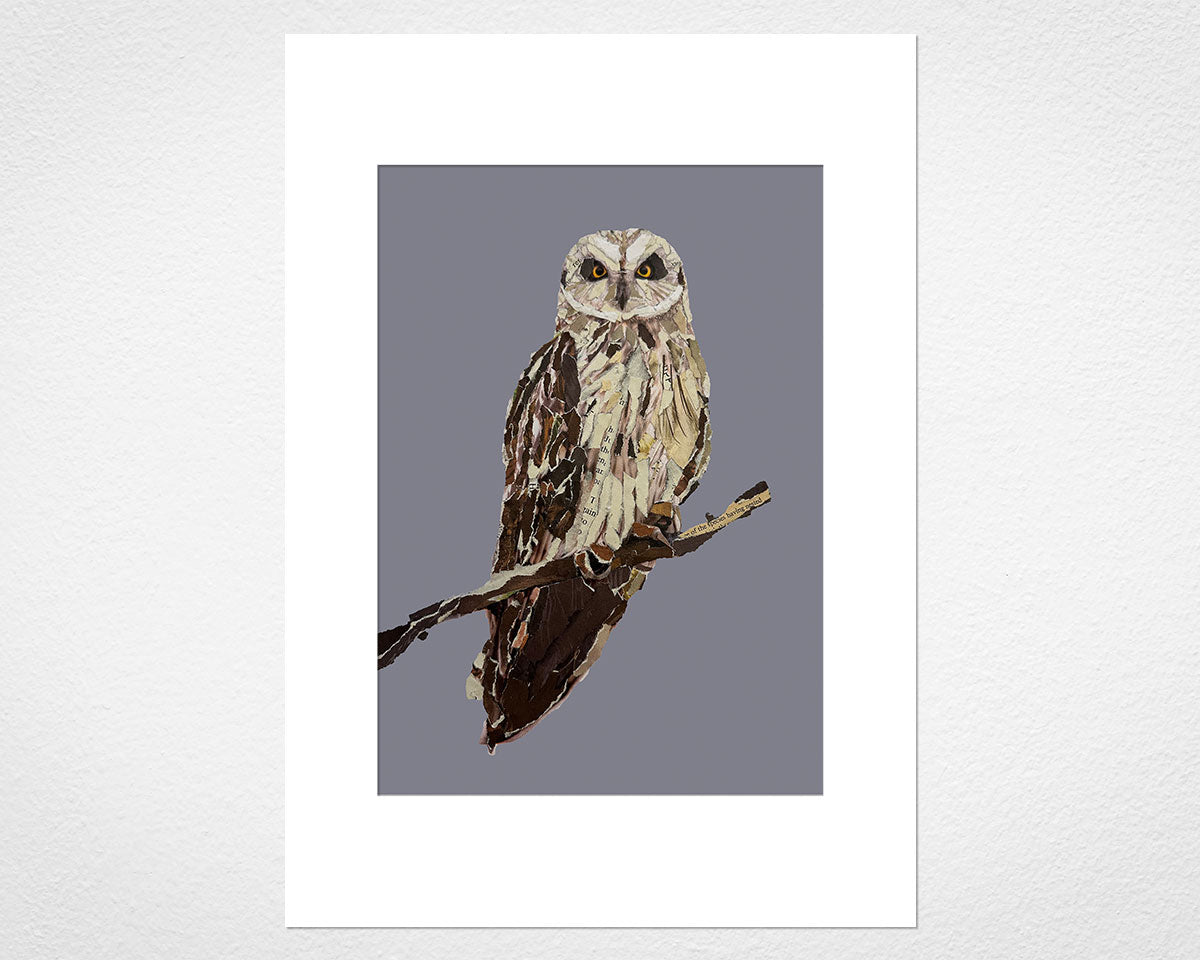 Mounted print of The Short-eared Owl by Glen Middleham