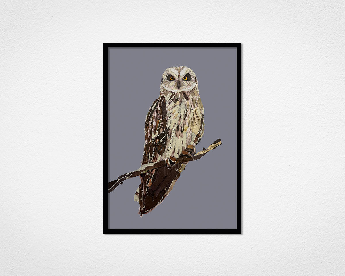 Framed print of The Short-eared Owl by Glen Middleham