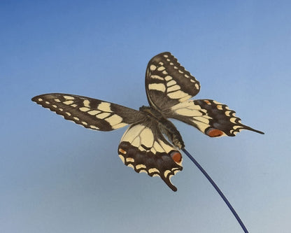 Detail of 'Windy Dartmoor Day' vintage taxidermy Swallowtail butterfly by Glen Middleham