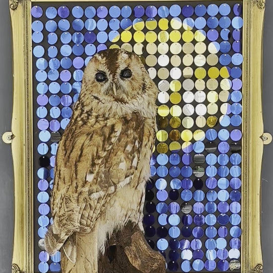 Film of 'Night Watchman' piece with a vintage taxidermy Tawny Own by Glen Middleham