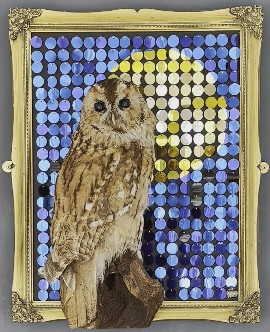 Film of 'Night Watchman' piece with a vintage taxidermy Tawny Own by Glen Middleham